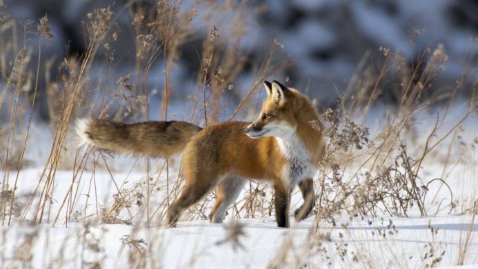 A red fox walking in a snowy field with dry plants