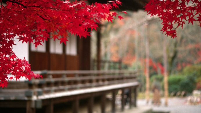 Bright red Japanese maple leaves framing a traditional Japanese building