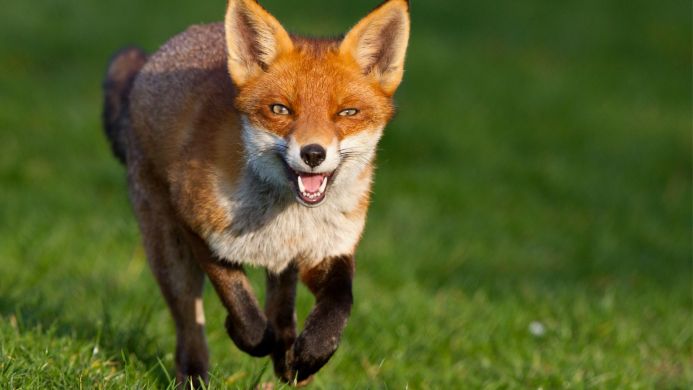 Running fox in green grass looking at camera