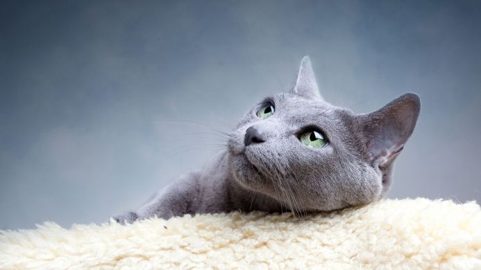 A gray Russian Blue cat with green eyes looking up against a soft blue background