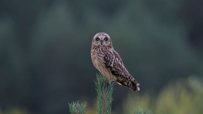 A short-eared owl perched on a pine branch looks at the camera