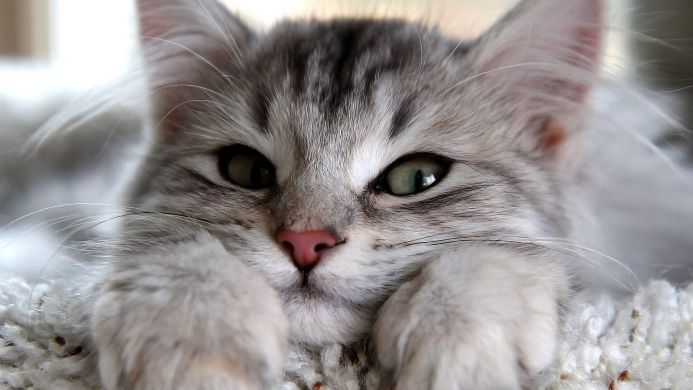 Close-up of a silver tabby cat with green eyes resting its paws on a knitted blanket