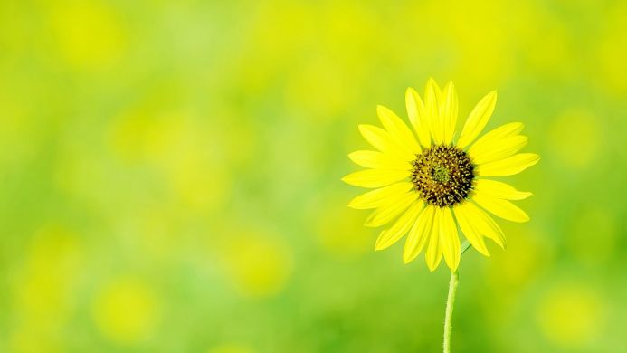 A single sunflower with a vibrant yellow color and a green background