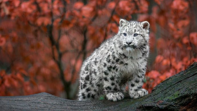 A snow leopard cub sitting on a log with orange foliage in the background