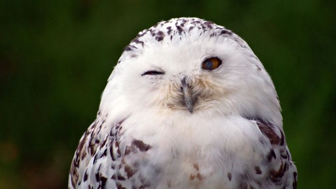 A white snowy owl with brown and black spots winking with one eye closed