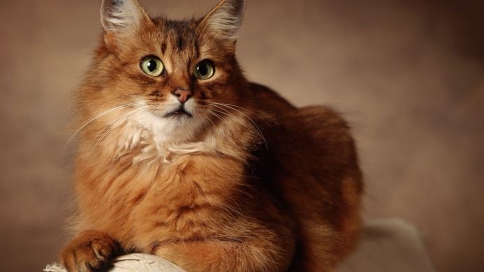 A Somali cat with orange fur and green eyes looks at the camera