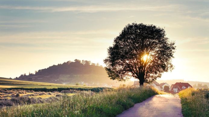 A tree silhouetted against the rising sun in a rural landscape