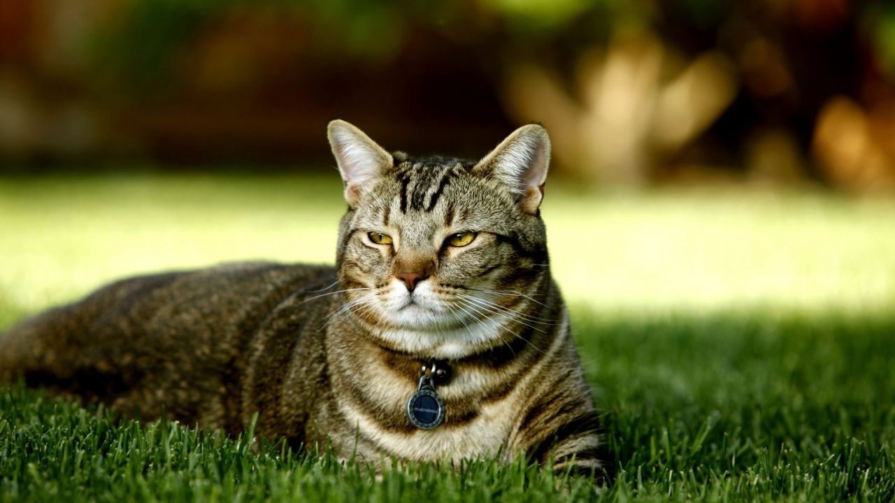 Tabby cat on grass