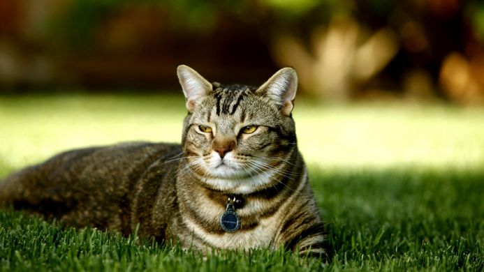 A tabby cat relaxing in the green grass