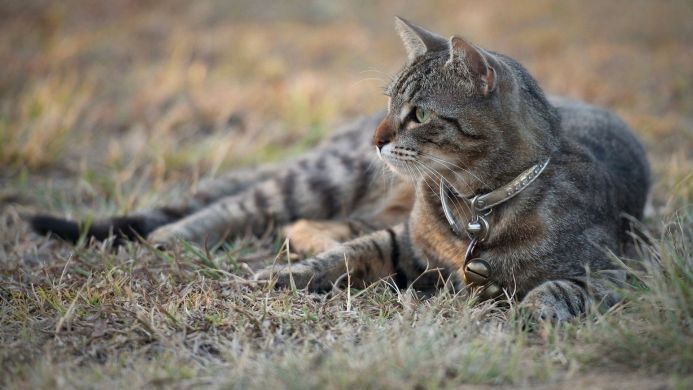 A tabby cat lying in the grass with a collar