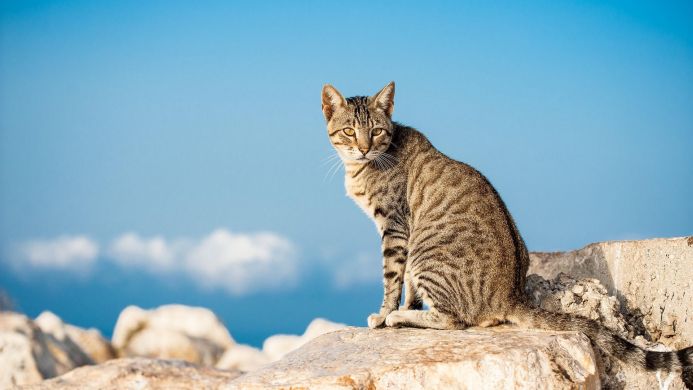 A tabby cat sits on rocks with a blue sky background