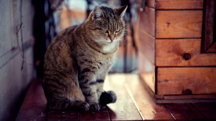 A brown tabby cat sitting on a wooden surface looking down