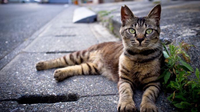 A tabby cat lounging on a concrete surface, looking directly at the camera with green eyes