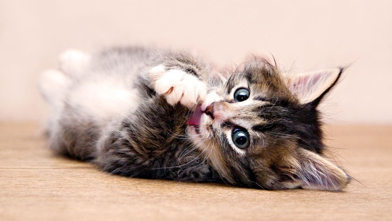 Small tabby kitten cleaning itself