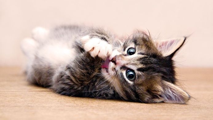 A cute tabby kitten lying on its back, licking its paw