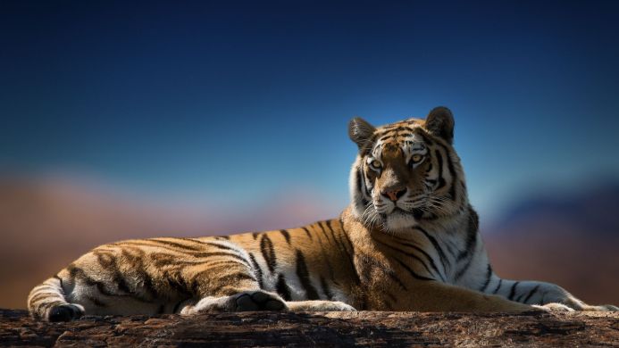 A majestic tiger rests on a rocky surface against a blue sky
