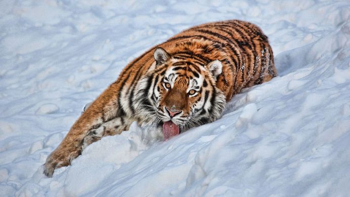 A tiger lying in the snow with its tongue out