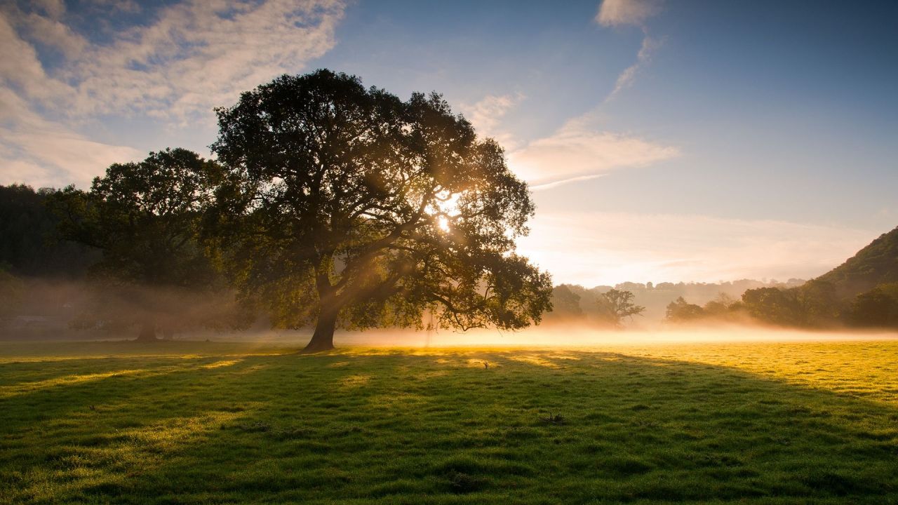 Tree in a field with sunlight and fog