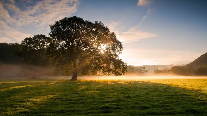 A large tree in a field with fog and the sun shining through the branches