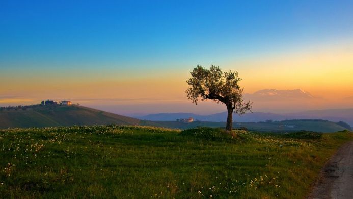 A lone tree in a green field at sunset with a house on a distant hill and mountains