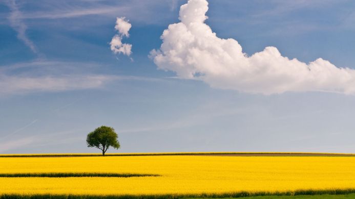 A single tree stands in a yellow field under a blue sky with clouds