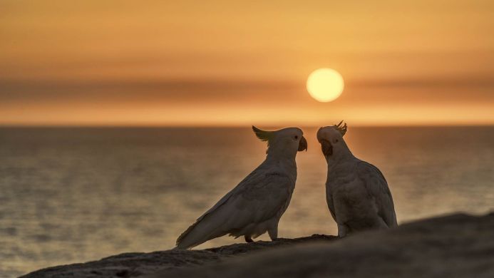 Two cockatoos stand silhouetted against a sunset over the ocean