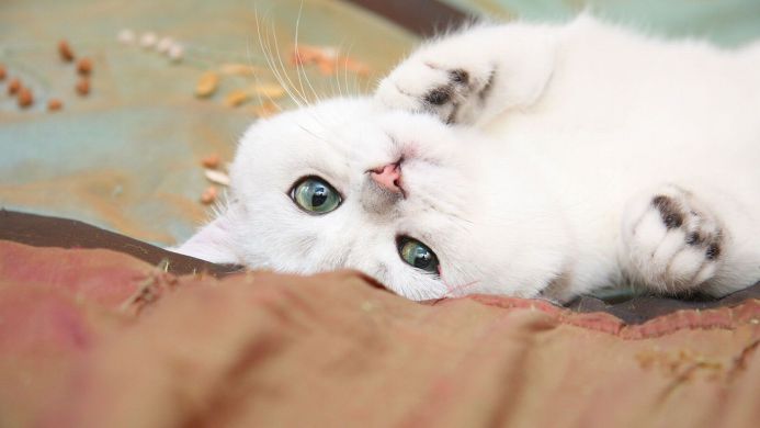A white cat lying on its back with its paws up