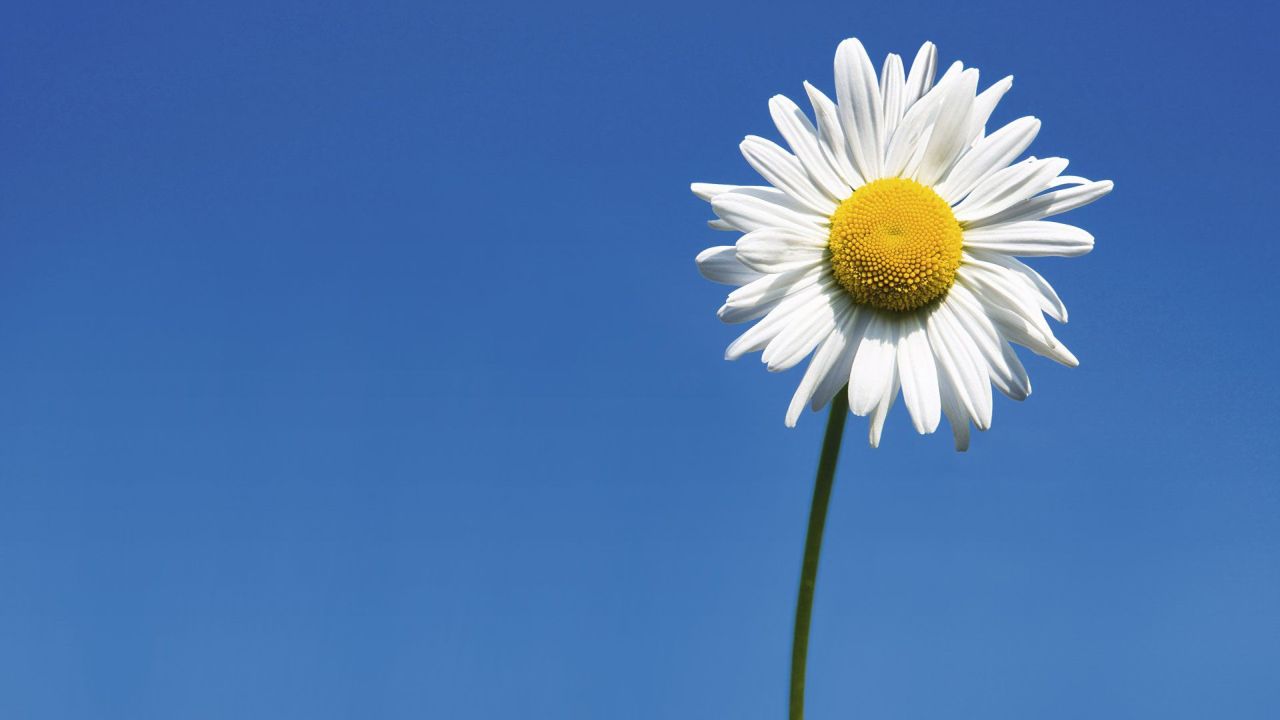 White daisy against a blue sky