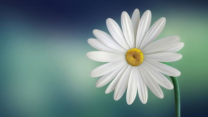 Close-up of a white daisy with a yellow center against a blurred blue and green background