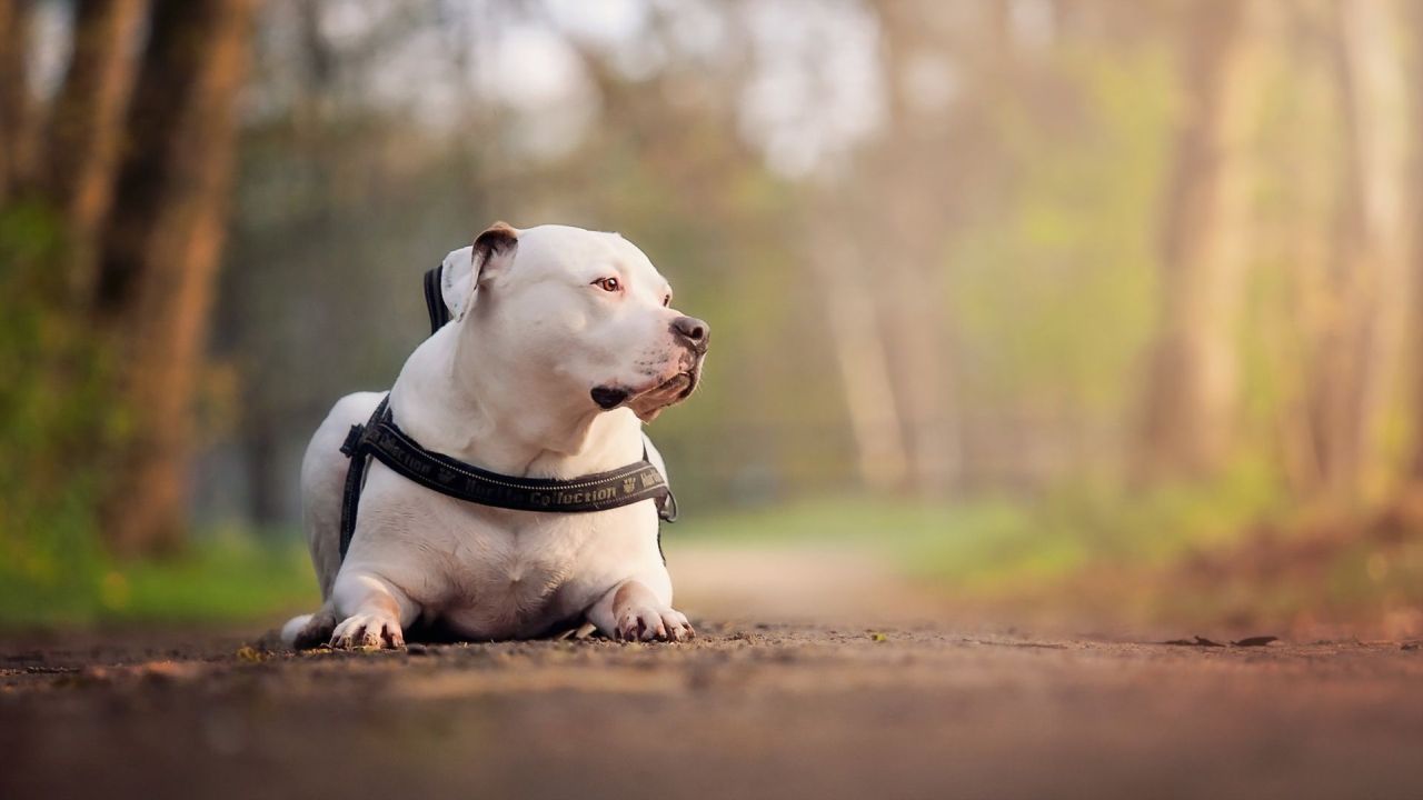 American Bully portrait outdoor