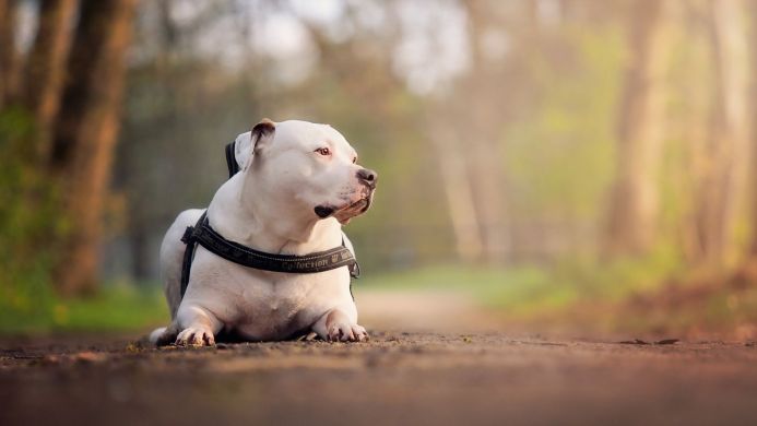 White dog lying on a path in a forest, wearing a harness