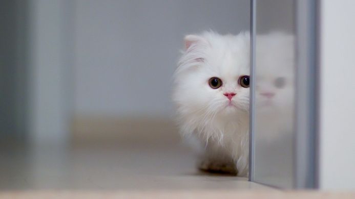 A fluffy white persian cat peeking from behind a door