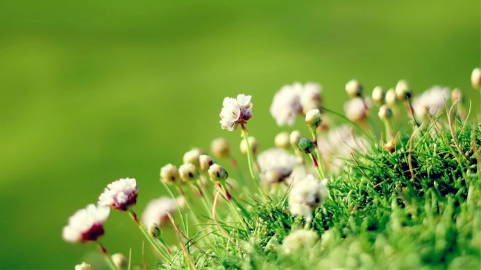 Close-up of small white and pink flowers growing in bright green grass