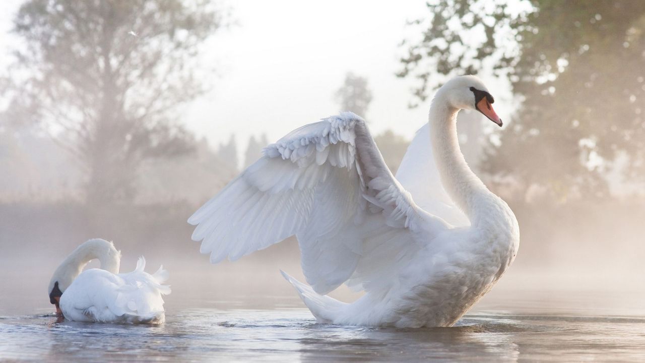 Swan spreading its wings on a misty lake