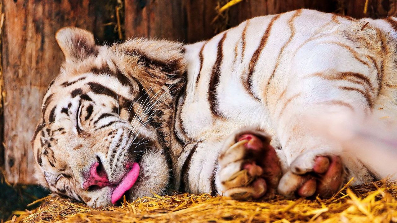 Sleeping white tiger