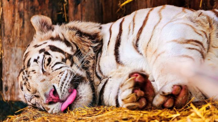 A white tiger is sleeping on straw with its tongue sticking out