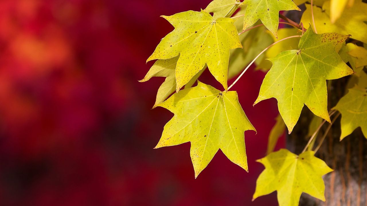 Yellow maple leaves on a red background
