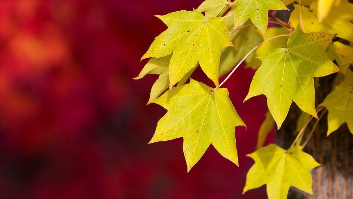 Yellow maple leaves against a blurred red background