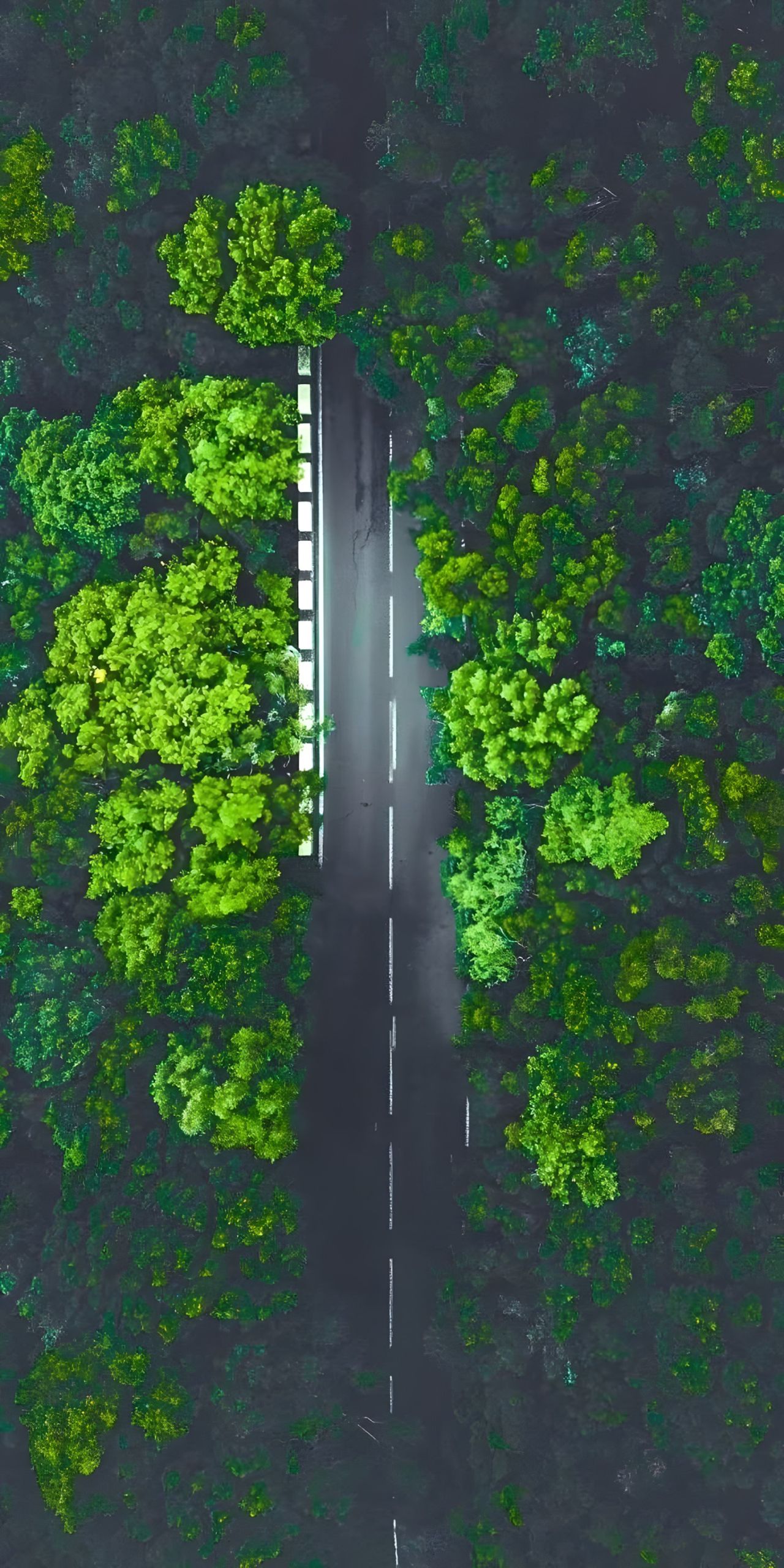Road cuts through lush green forest