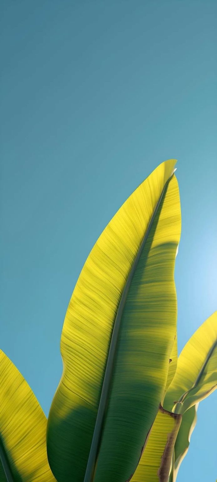 Close-up of green banana leaves against a clear blue sky