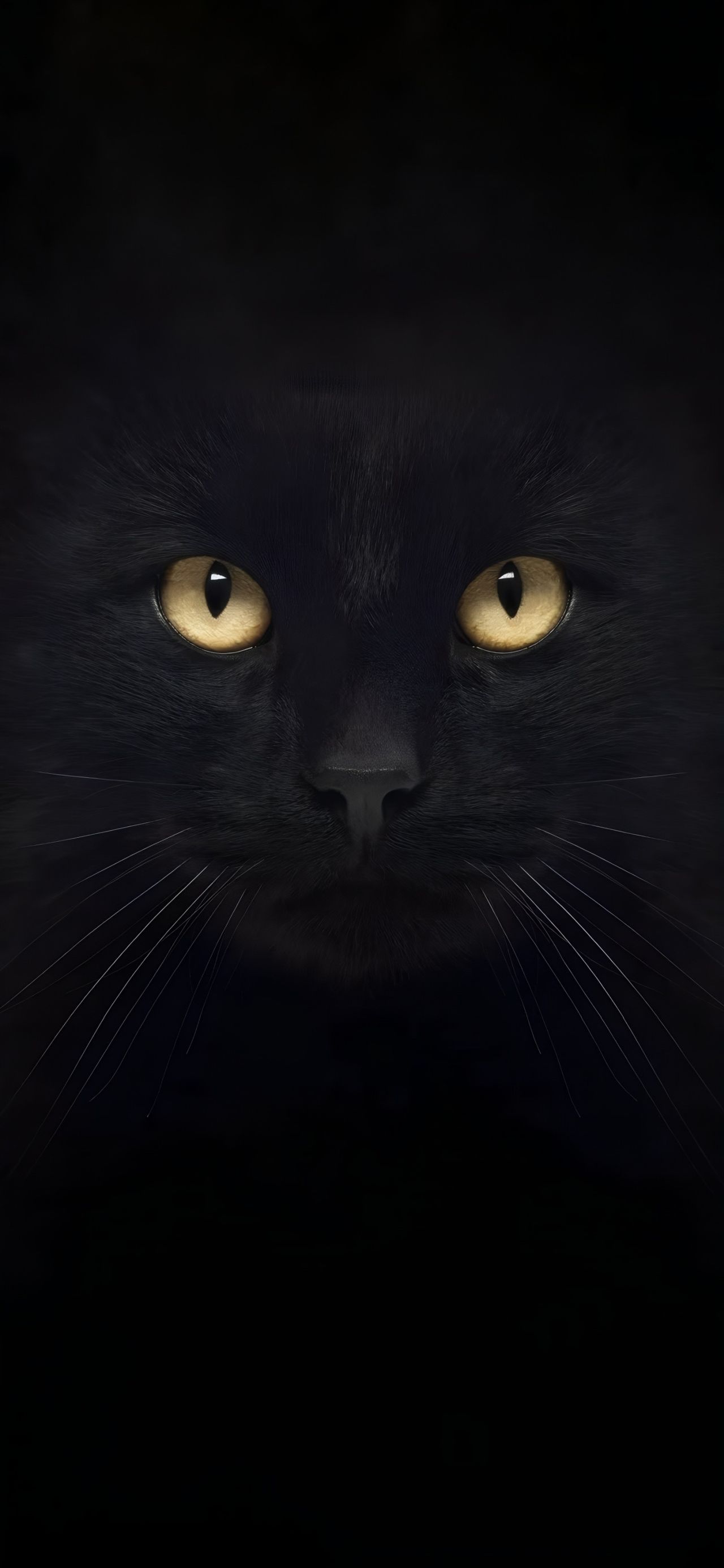 Close-up of a black cat face
