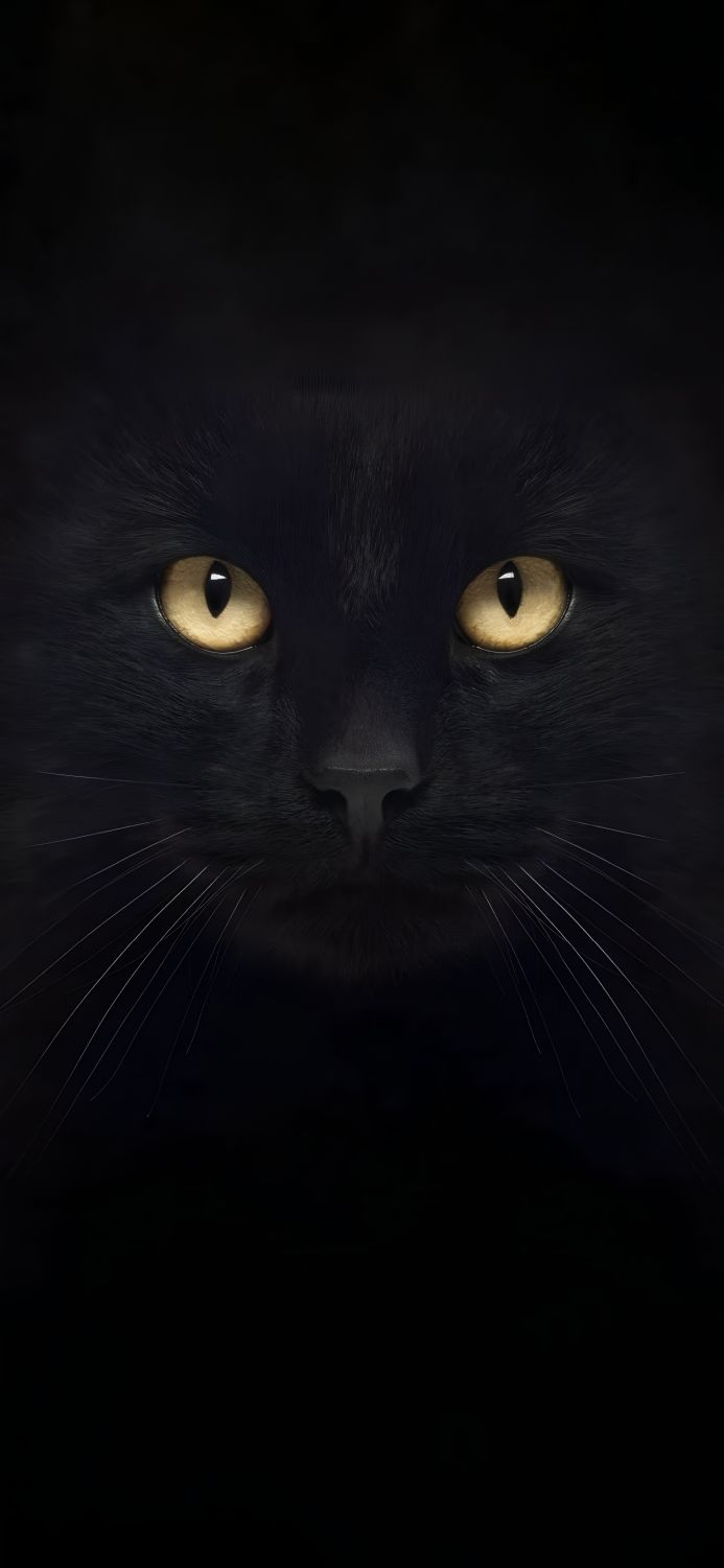 Close-up of a black cat with golden eyes against a dark background