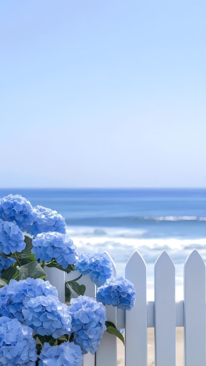 Blue hydrangeas by a white picket fence overlooking the ocean on a sunny day