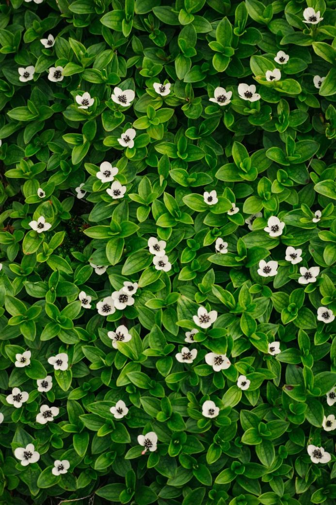 Close-up of bunchberry flowers and foliage