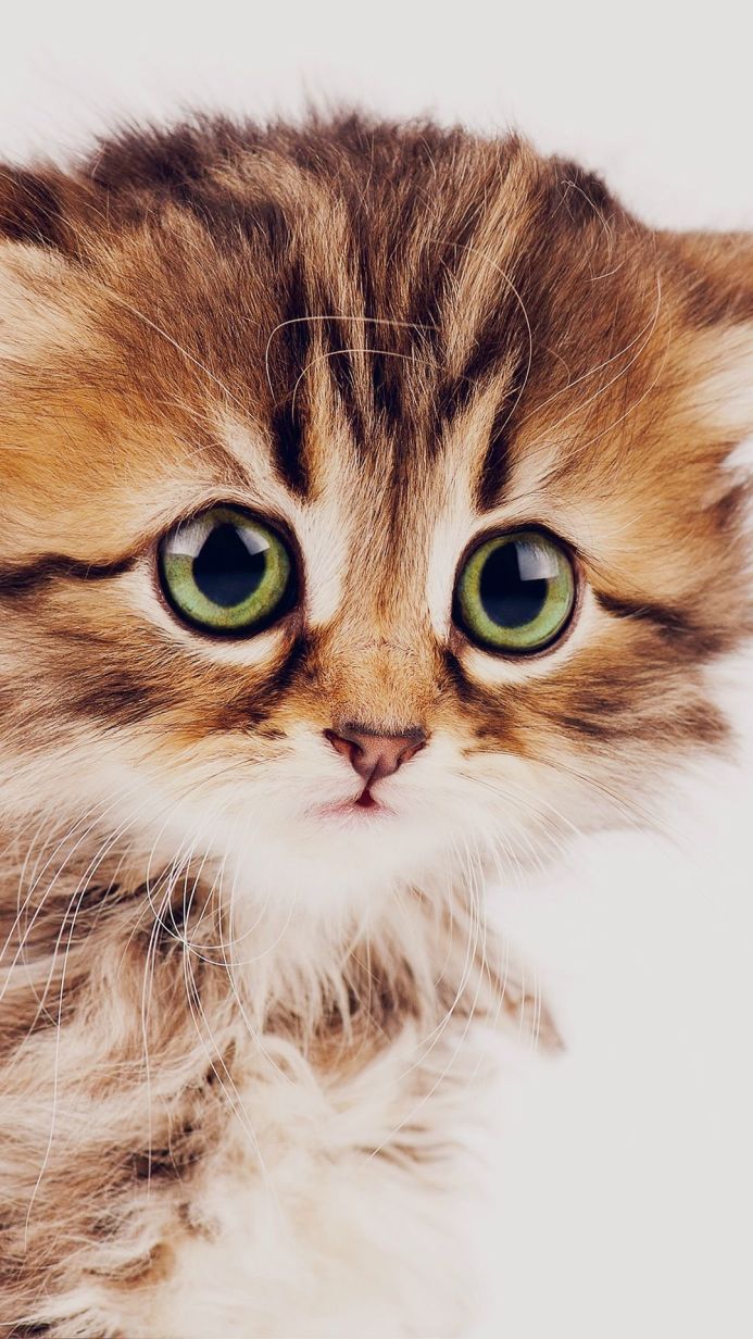 Close-up of a fluffy kitten face with large green eyes