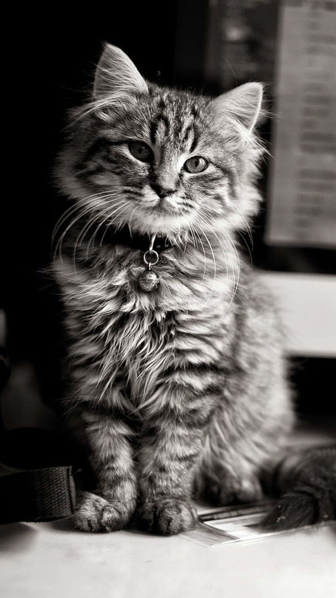 Portrait of a gray tabby cat with a bell collar in black and white