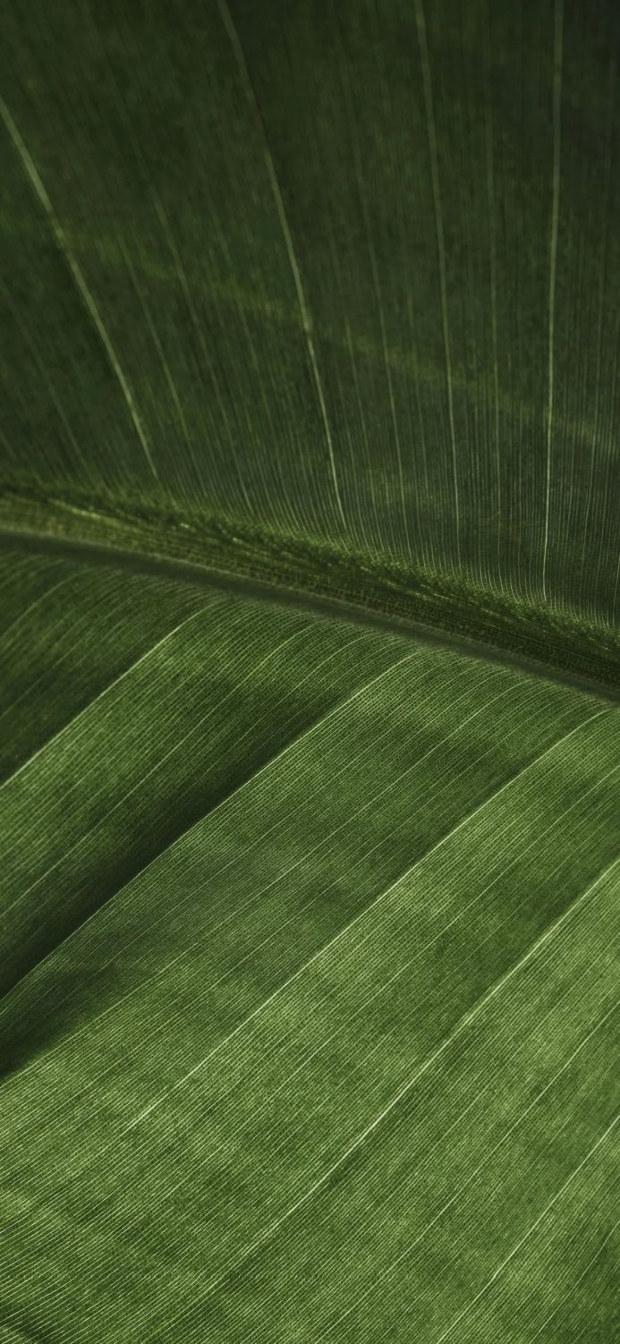 Close-up of a vibrant green leaf, showcasing its intricate veins and texture