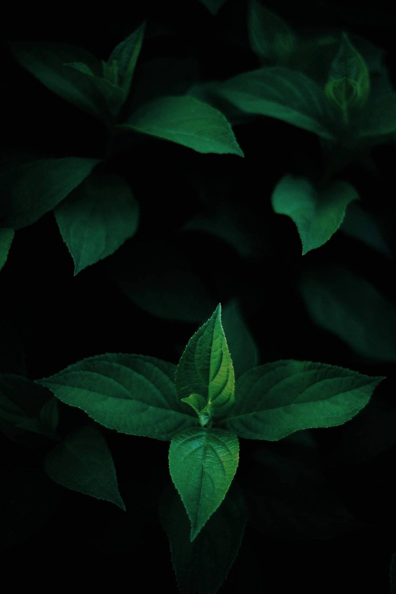Close-up of dark green leaves
