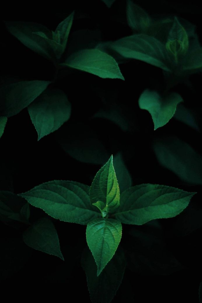 Close-up of green leaves against a dark background