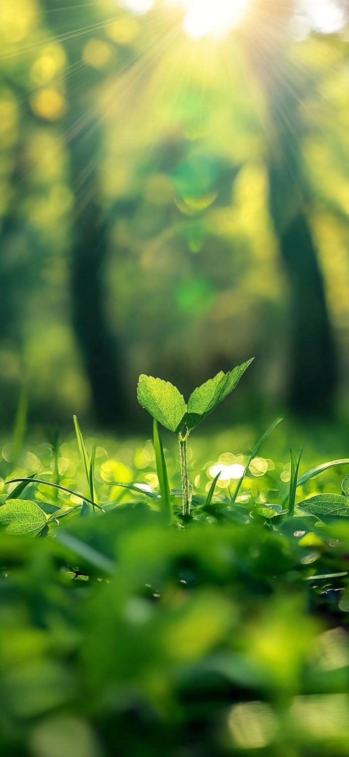 Close-up of a young green sprout in a field with sunlight and trees in the background